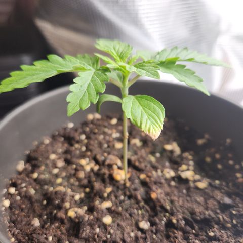 Zamnesia Purple Urkle #1 growlog timeline photo
