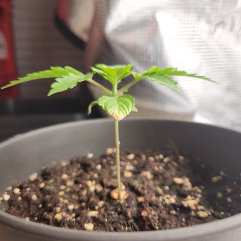 Zamnesia Purple Urkle #1 growlog timeline photo