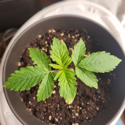 Zamnesia Purple Urkle #1 growlog timeline photo