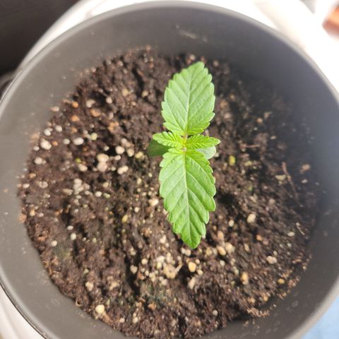 Humboldt Orange Creampop #1 growlog timeline photo