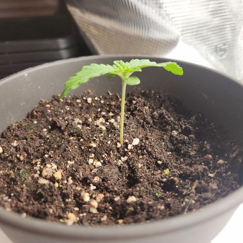 Humboldt Orange Creampop #1 growlog timeline photo