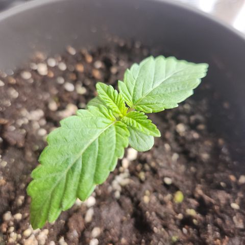 Humboldt Orange Creampop #1 growlog timeline photo