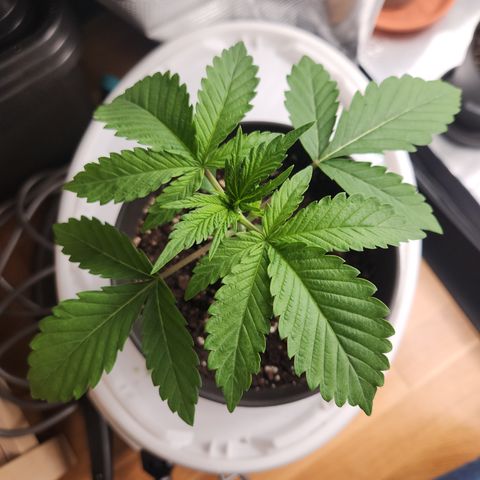Zamnesia Sundae Driver #1 growlog timeline photo