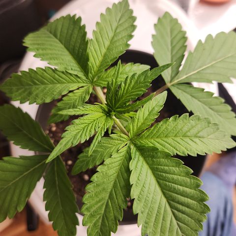 Zamnesia Sundae Driver #1 growlog timeline photo