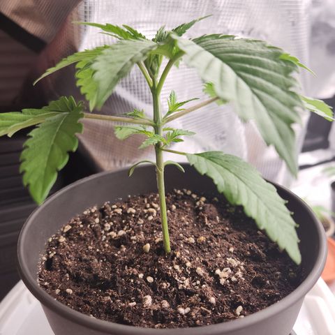 Zamnesia Sundae Driver #1 growlog timeline photo