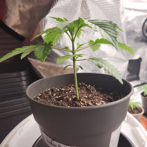 Zamnesia Sundae Driver #1 growlog timeline photo