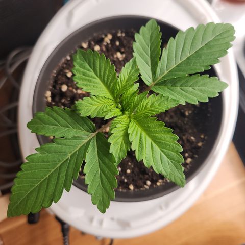 Zamnesia White Widow #1 growlog timeline photo