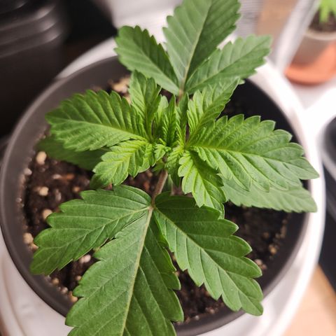 Zamnesia White Widow #1 growlog timeline photo