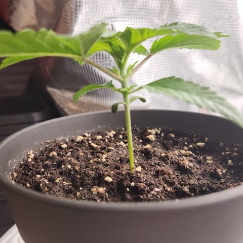 Zamnesia White Widow #1 growlog timeline photo