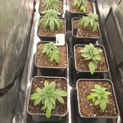 Zamnesia Purple Urkle #1 growlog timeline photo