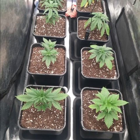 Zamnesia Purple Urkle #1 growlog timeline photo