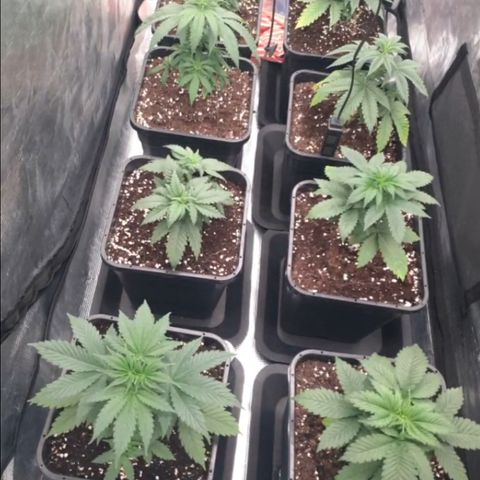 Zamnesia Purple Urkle #1 growlog timeline photo