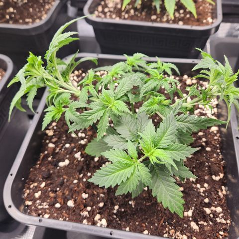 Zamnesia Jet Fuel #1 growlog timeline photo