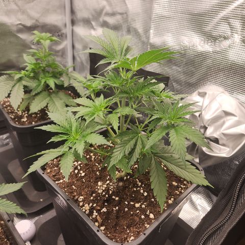 Zamnesia Sunset Sherbet #1 growlog timeline photo