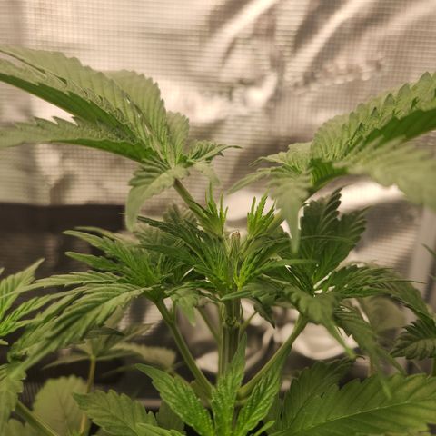 Zamnesia Sunset Sherbet #1 growlog timeline photo