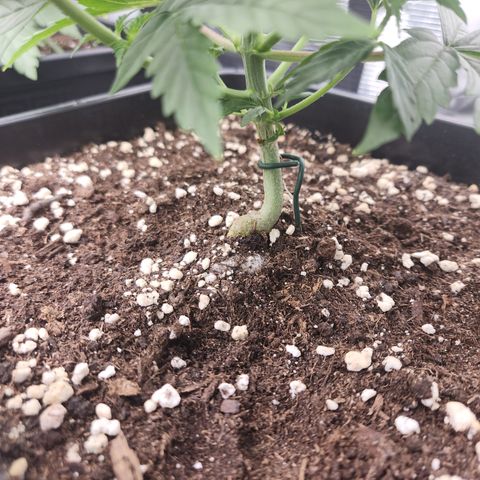 Zamnesia Sunset Sherbet #1 growlog timeline photo
