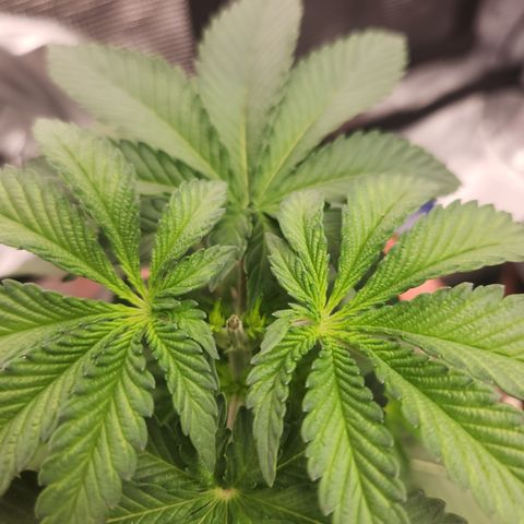 Zamnesia White Widow #1 growlog timeline photo