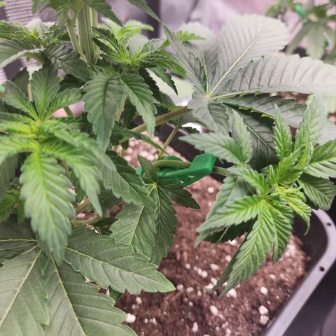 Zamnesia White Widow #1 growlog timeline photo