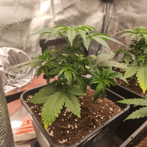 Zamnesia White Widow #1 growlog timeline photo