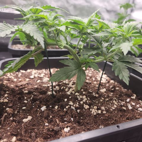 Zamnesia Jet Fuel #1 growlog timeline photo