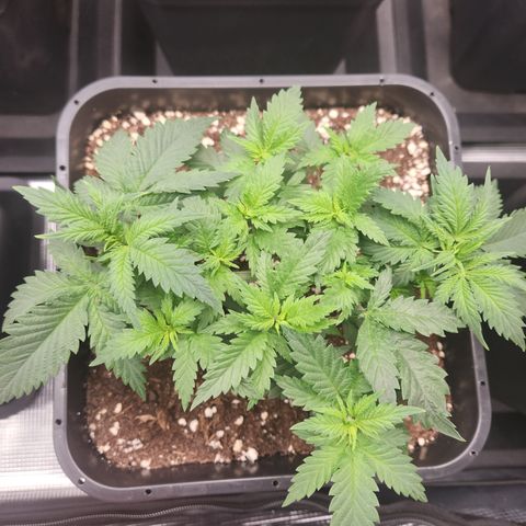 Zamnesia Jet Fuel #1 growlog timeline photo