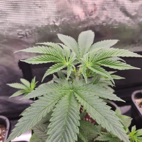 Zamnesia Sundae Driver #1 growlog timeline photo