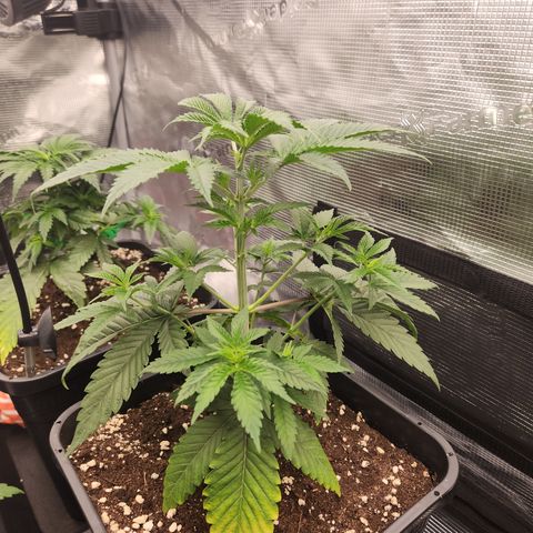 Zamnesia Sundae Driver #1 growlog timeline photo