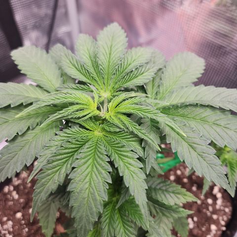 Zamnesia Skywalker OG #1 growlog timeline photo
