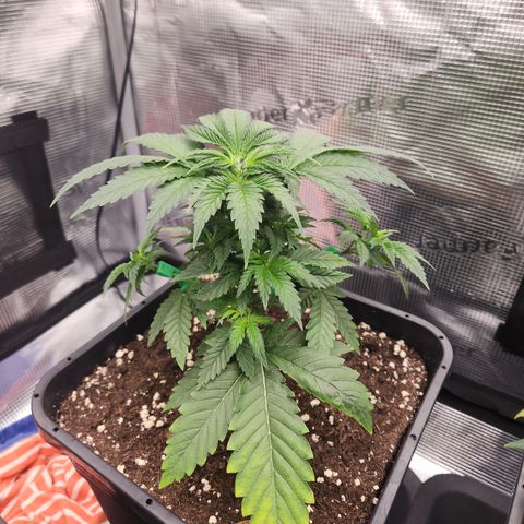 Zamnesia Skywalker OG #1 growlog timeline photo