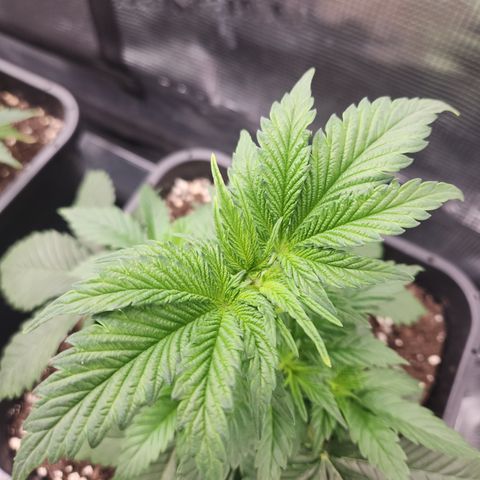 Zamnesia Purple Urkle #1 growlog timeline photo