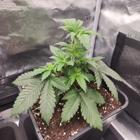Zamnesia Purple Urkle #1 growlog timeline photo