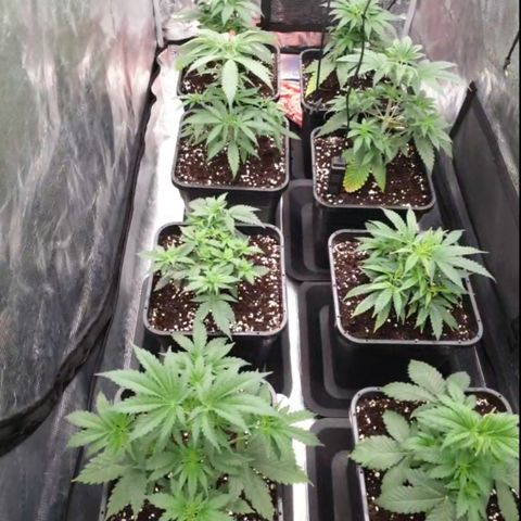 Zamnesia Purple Urkle #1 growlog timeline photo