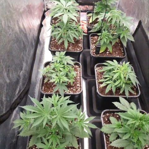 Zamnesia Purple Urkle #1 growlog timeline photo