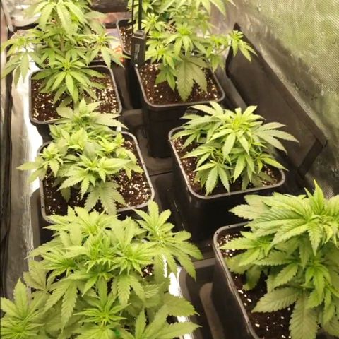 Zamnesia Purple Urkle #1 growlog timeline photo