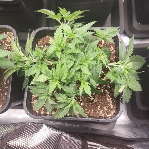 Zamnesia Jet Fuel #1 growlog timeline photo