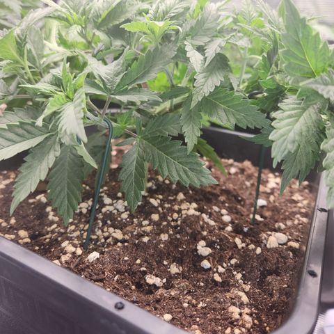 Zamnesia Jet Fuel #1 growlog timeline photo