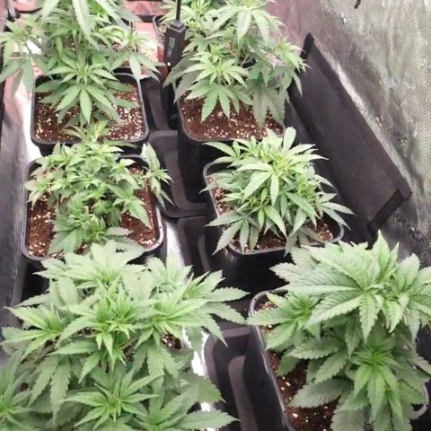 Zamnesia Purple Urkle #1 growlog timeline photo