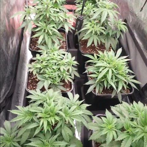 Zamnesia Purple Urkle #1 growlog timeline photo