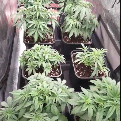 Zamnesia Purple Urkle #1 growlog timeline photo
