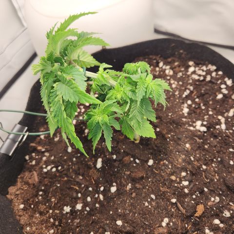 Humboldt Orange Creampop #1 growlog timeline photo