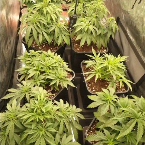 Zamnesia Purple Urkle #1 growlog timeline photo