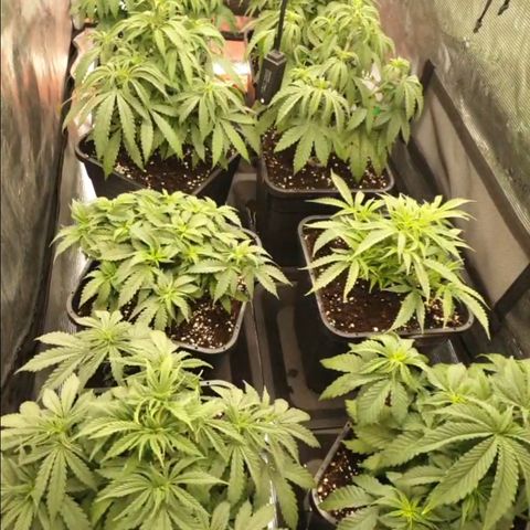 Zamnesia Purple Urkle #1 growlog timeline photo