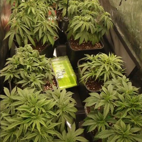 Zamnesia Purple Urkle #1 growlog timeline photo