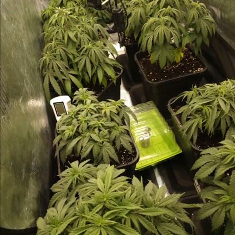 Zamnesia Purple Urkle #1 growlog timeline photo
