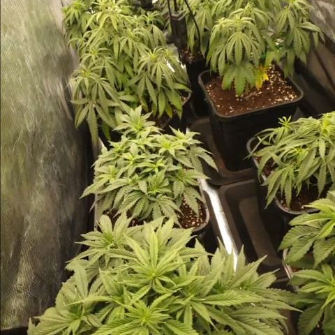 Zamnesia Purple Urkle #1 growlog timeline photo