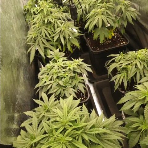 Zamnesia Purple Urkle #1 growlog timeline photo