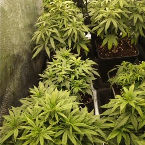 Zamnesia Purple Urkle #1 growlog timeline photo
