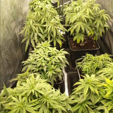 Zamnesia Purple Urkle #1 growlog timeline photo