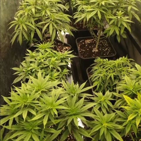 Zamnesia Purple Urkle #1 growlog timeline photo