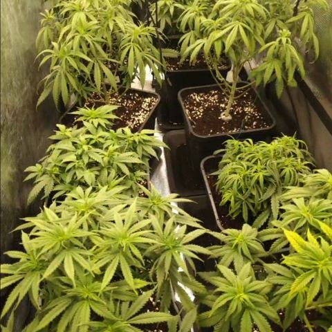 Zamnesia Purple Urkle #1 growlog timeline photo